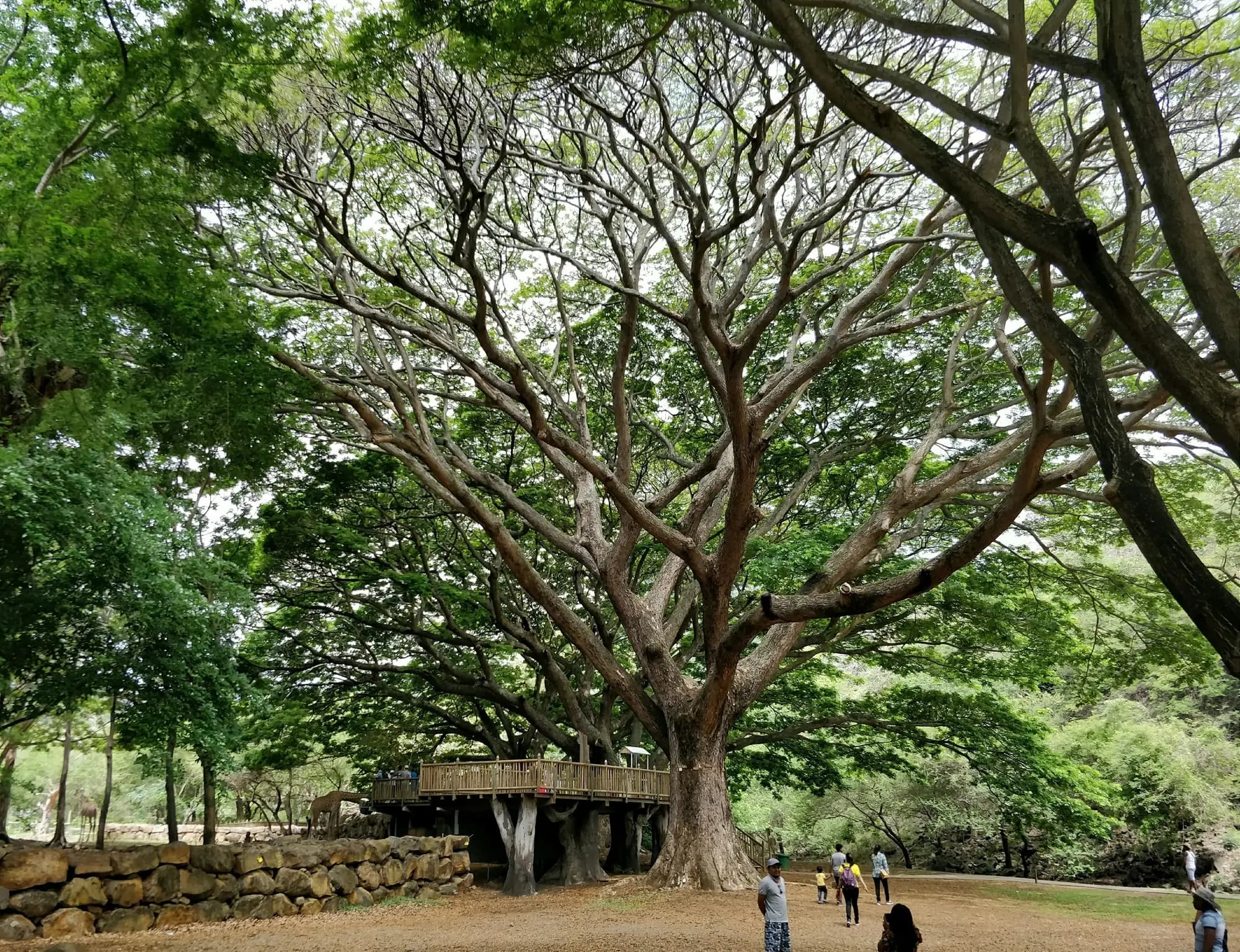 Bodhi Tree